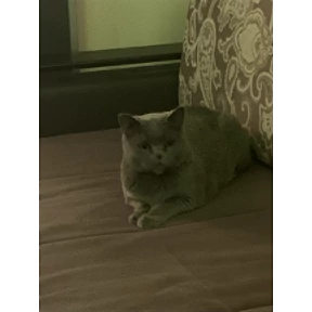 Люсьен — стикер для MAX