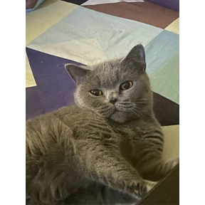 Люсьен — стикер для MAX