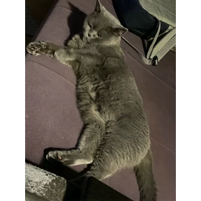Люсьен — стикер для MAX