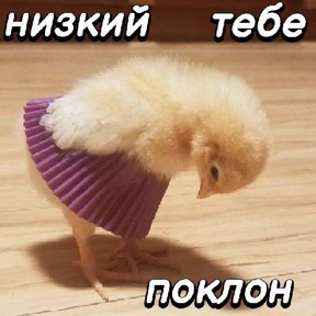 Various — стикер для MAX