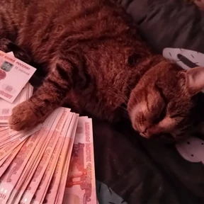 Лав — стикер для MAX