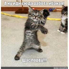 Коты — стикер для MAX