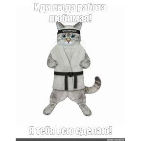 Коты — стикер для MAX