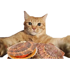 Коты — стикер для MAX