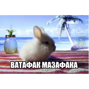 Опа — стикер для MAX