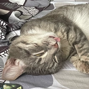 юджикс — стикер для MAX