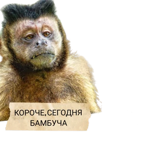 Коты — стикер для MAX