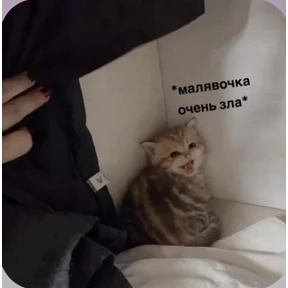 Смешнявки — стикер для MAX