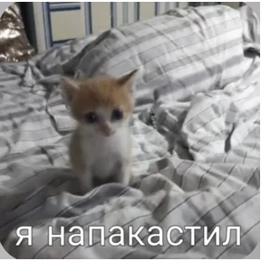 Смешнявки — стикер для MAX