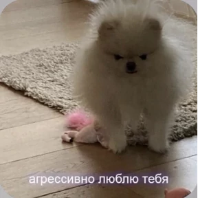 Смешнявки — стикер для MAX