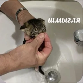 Смешнявки — стикер для MAX