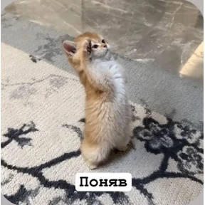 Смешнявки — стикер для MAX