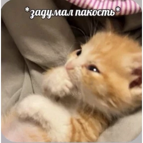Смешнявки — стикер для MAX
