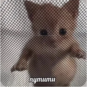 Смешнявки — стикер для MAX