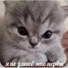 Смешнявки — стикер для MAX