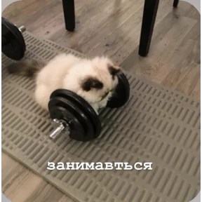 Смешнявки — стикер для MAX