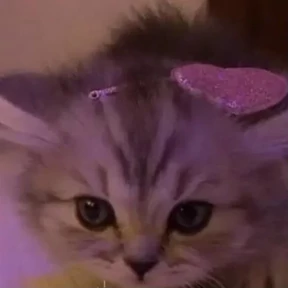 Стикерпак котики для котёночка для мессенджера MAX