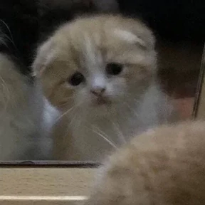 котики для котёночка — стикер для MAX