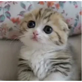 котики для котёночка — стикер для MAX