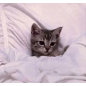 котики для котёночка — стикер для MAX