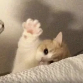 котики для котёночка — стикер для MAX