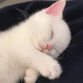 котики для котёночка — стикер для MAX