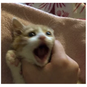 котики для котёночка — стикер для MAX