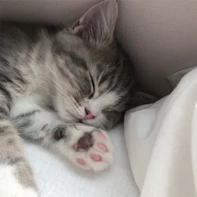 котики для котёночка — стикер для MAX