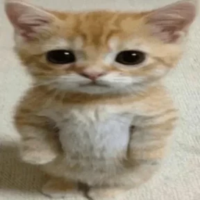 котики для котёночка — стикер для MAX