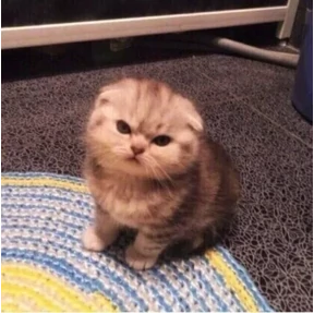 котики для котёночка — стикер для MAX
