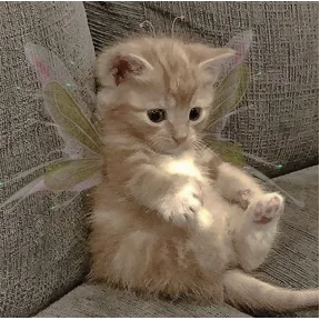 котики для котёночка — стикер для MAX