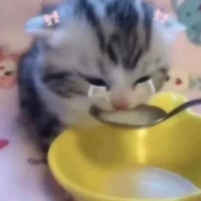котики для котёночка — стикер для MAX