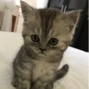 котики для котёночка — стикер для MAX