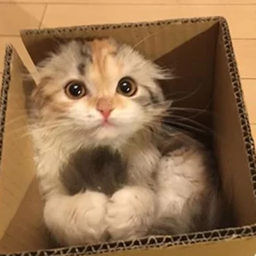 котики для котёночка — стикер для MAX