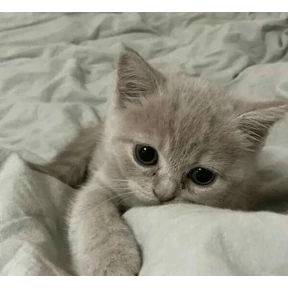 котики для котёночка — стикер для MAX