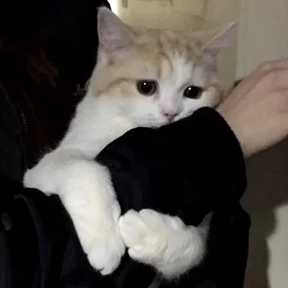 котики для котёночка — стикер для MAX