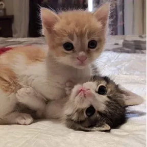 котики для котёночка — стикер для MAX