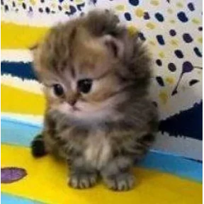 котики для котёночка — стикер для MAX