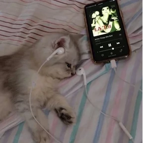 котики для котёночка — стикер для MAX