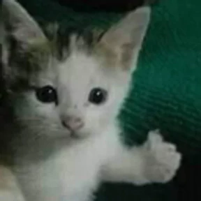 котики для котёночка — стикер для MAX