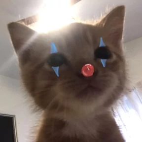 котики для котёночка — стикер для MAX