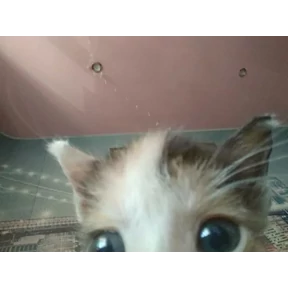 котики для котёночка — стикер для MAX