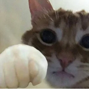 котики для котёночка — стикер для MAX