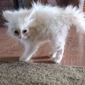 котики для котёночка — стикер для MAX