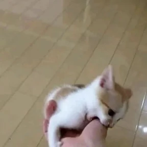 котики для котёночка — стикер для MAX