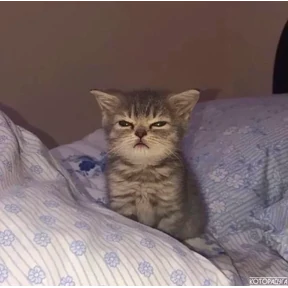 котики для котёночка — стикер для MAX