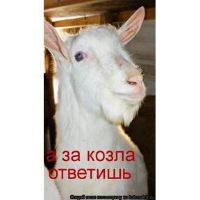 Брат 2 — стикер для MAX