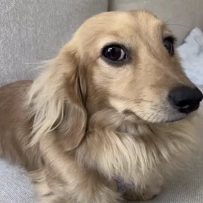 Мемс — стикер для MAX