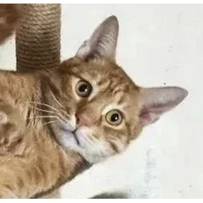 Рабочее — стикер для MAX