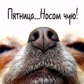 Стикер